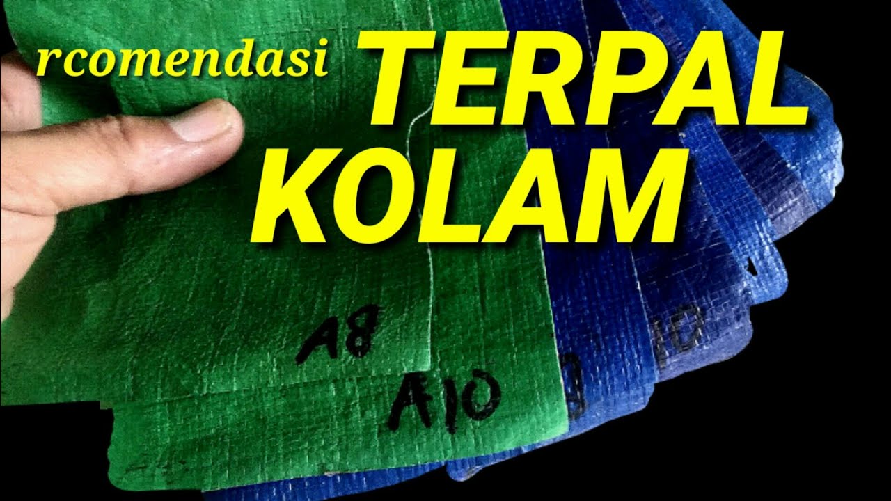 Budidaya ikan gurame di kolam terpal 