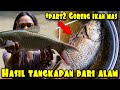 GORENG IKAN MAS HASIL TANGKAPAN DI SUNGAI