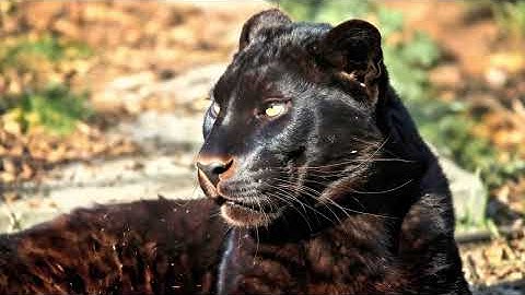 Unbelievable Video 4K HDR ULTRA HD 120 fps | Dolby Vision (8K/4K Video TV)