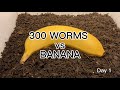 Odd 300 vers contre banane  lombricompost  ver de terre