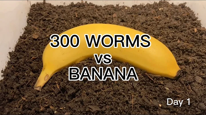 【SDGs】300 Worms vs Banana ＃vermicompost  ＃earthworm - DayDayNews