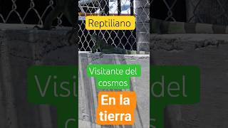 reptiliano visitante del cosmos en la tierra