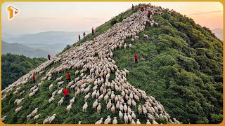 Over 400 Sheep Were Left on a Remote Island - The Results Surprised Everyone