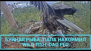Буйная рыба. Папа накормил всех🦜🐣🐤🦅Wild fish. Dad fed everyone🌲Камычи•12.05.2024