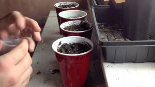 Starting Goji (Wolf) Berries and Lettuce inside in the Alberta Urban Garden