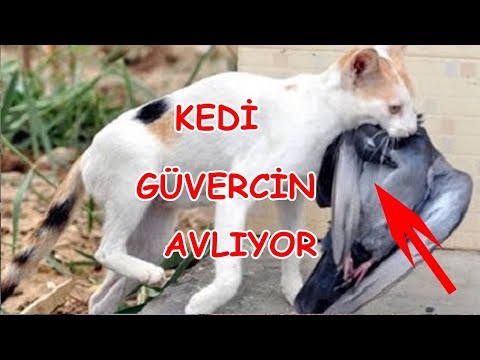 Yabani Güvercin Avına Çıkan Kedi! (Güvercin Yakaladım)