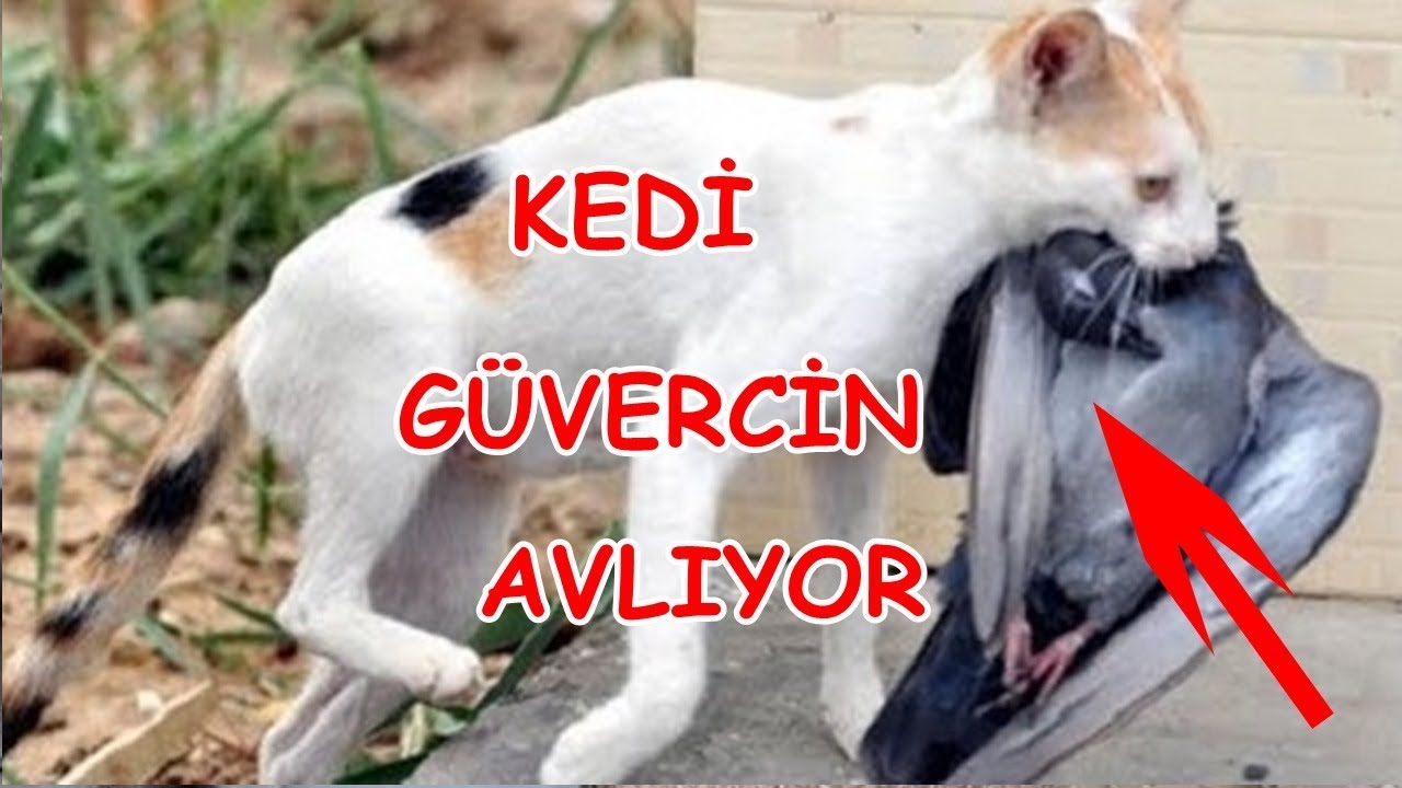 Yabani Guvercin Avina Cikan Kedi Guvercin Yakaladim Youtube