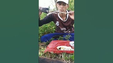 cá lóc đồng nướng chui siêu ngon @#shorts