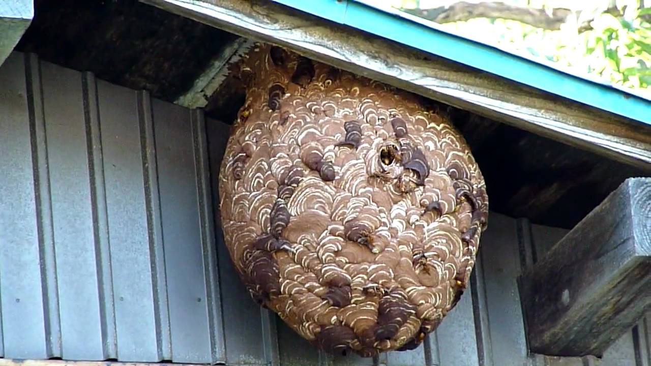キイロスズメバチ の 巣