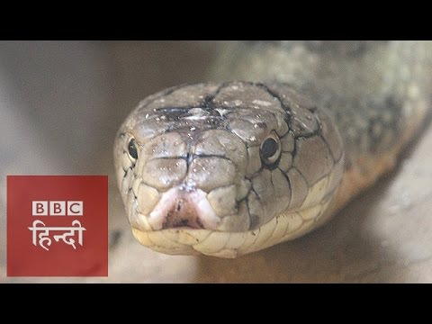 Download 13 ft. long Cobra in Delhi: BBC Hindi