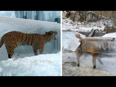 Προϊστορικά Ζώα Βρέθηκαν Κατεψυγμένα Στον Πάγο! Άκου να δεις!