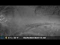 Game Trail Cam - Skunk in AZ - Mark Storto Nature Clips