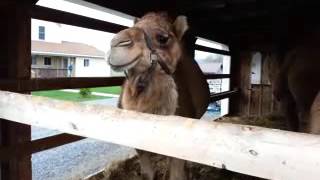 Amish Camel Farm,  Drome Dairy in PA