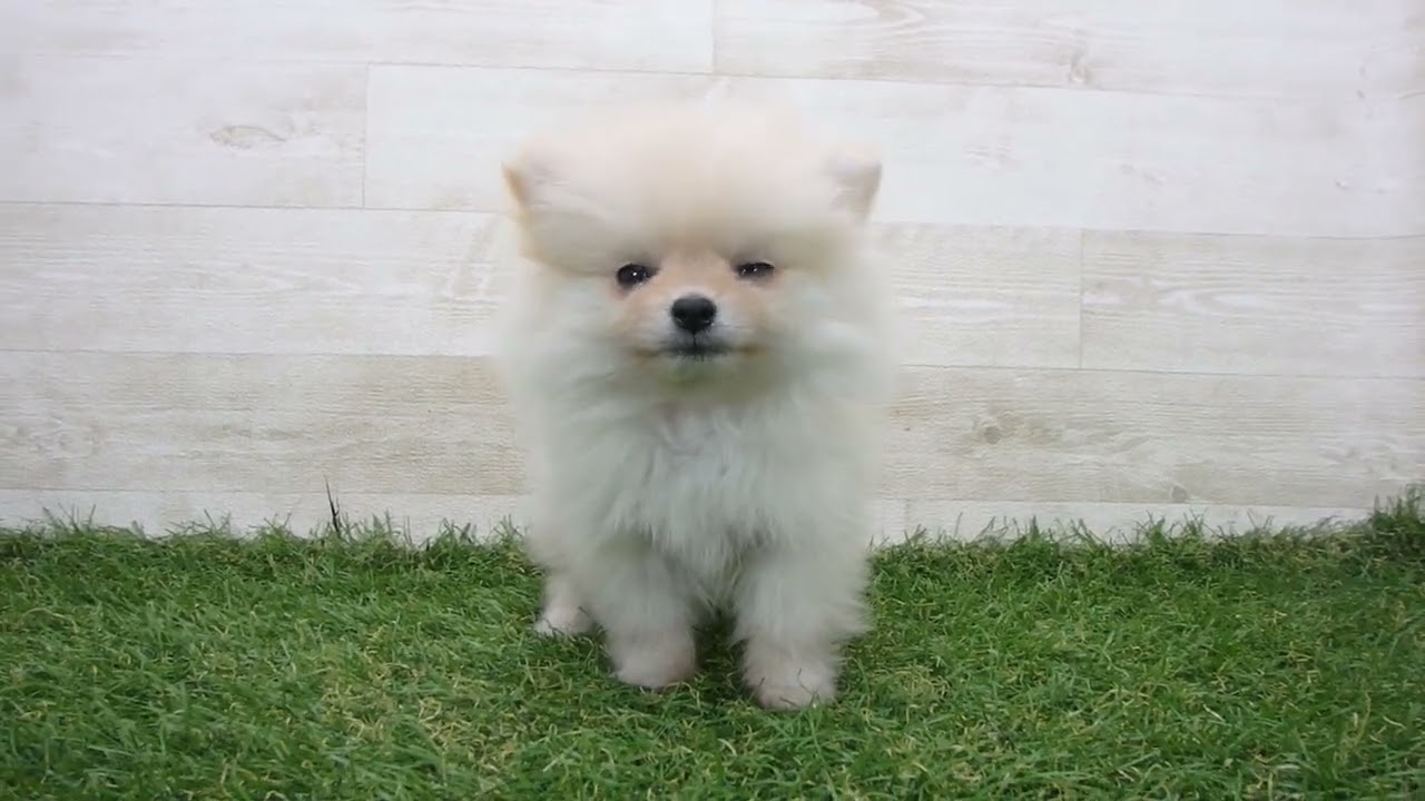 ポメラニアン 今年最後の出張／ #おは戦71222🌛Tn #ポメラニアン あつおは😊 残す