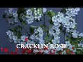 Cracklin&#39; Rosie- Neil Diamond