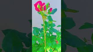 # flower kitna hassi hai