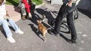 Mój Piesio Amstaff 3