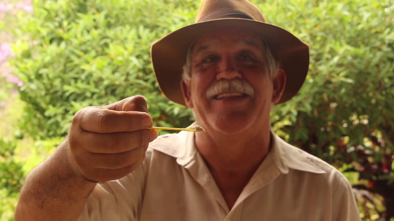 PLANTAS QUE FORTALECEM NOSSA IMUNIDADE E MELHORAM NOSSA RESISTÊNCIA #UseMáscara