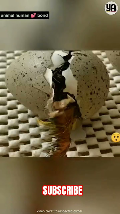 aadmi ने कूट माँ 🐦 के asli अंडे की जगह nakli अंडे 🥚 रखे, taki अंडे bachaya जा सके ? #shorts
