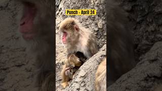 Punch - April 24, 2026 #punch #punchmonkey #monkey #shorts