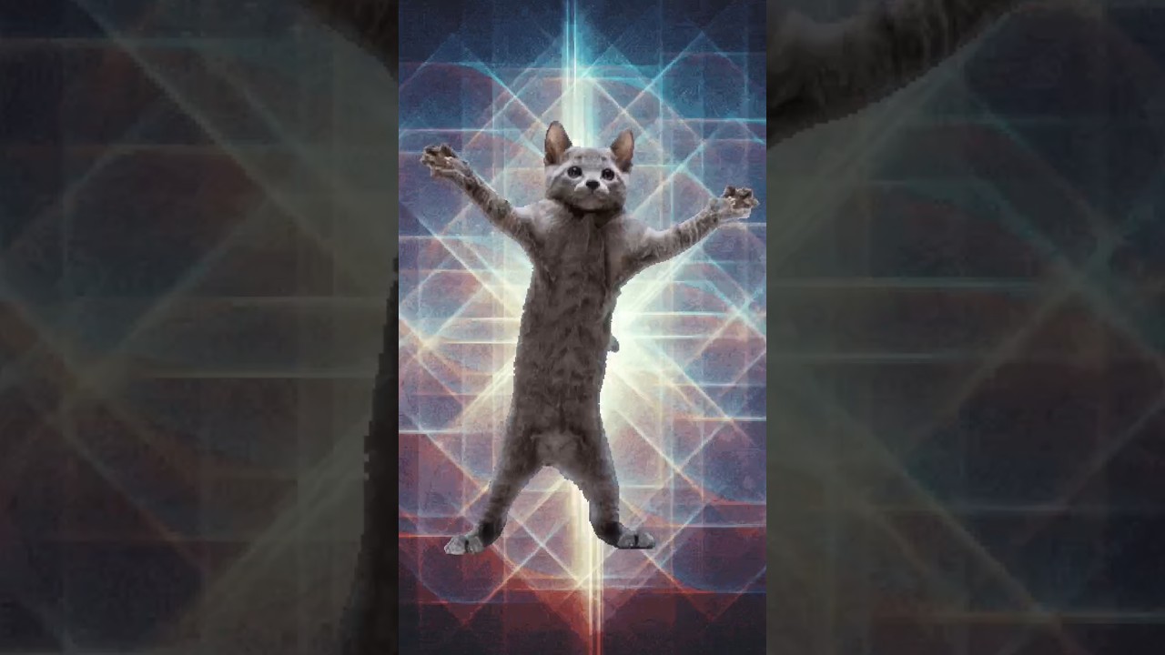 yah amayra ki Billi to dancer nikali 