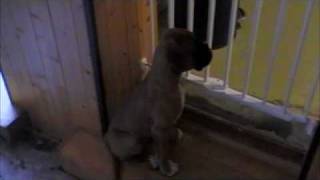 Boxer Puppy Waiting Patiently  (10 Weeks) by Harvey331 27,983 views 14 years ago 1 minute, 23 seconds