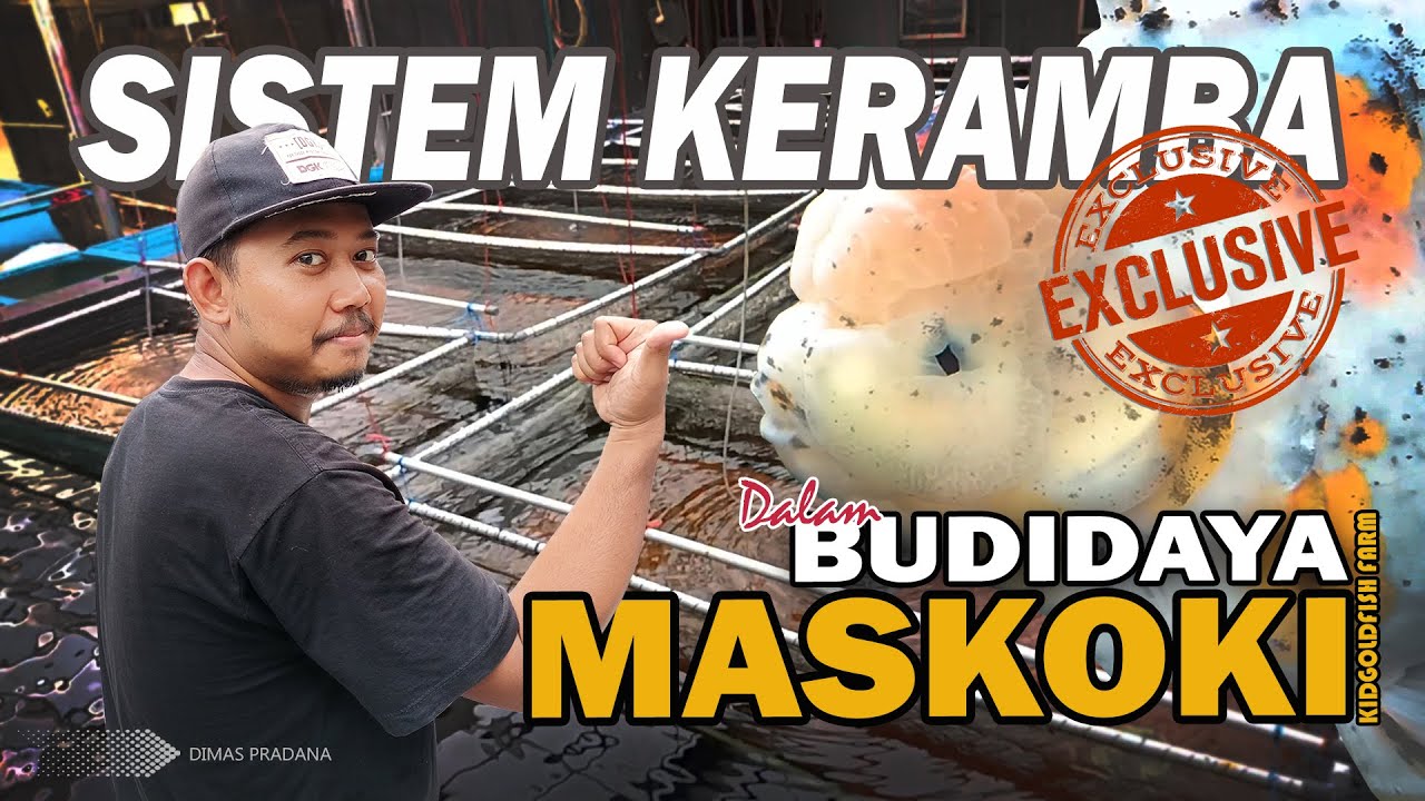 FARM 'SEUMUR JAGUNG' BISA CETAK MASKOKI BERKUALITAS, INI RAHASIANYA! | KIDGOLDFISH FARM