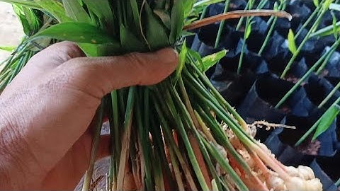 PERBANDINGAN BIBIT JAHE CABUTAN DAN SEMAI RIMPANG