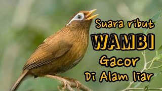 SUARA PIKAT & MASTERAN BURUNG WAMBI RIBUT DI ALAM LIAR 💯%AUTO NYAUT