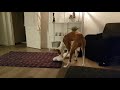 IBIZAN HOUND playing with his toy の動画、YouTube動画。