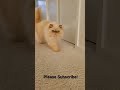 Himalayan Persian Cat Himalayan Persian Cat