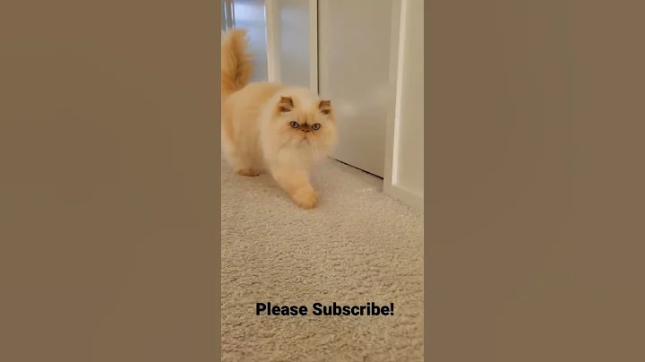 Himalayan Persian Cat