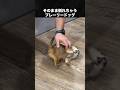 気持ち良すぎて倒れちゃうプレーリードッグ #プレーリードッグ #動物