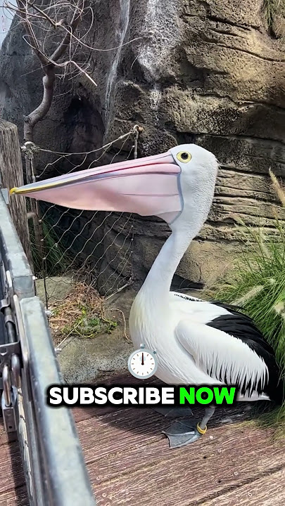 Doraemon? Nope, Just a Pelican. 😂