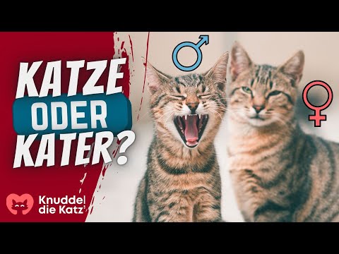 Video: In welchem Alter beginnen Katzen mit der Paarung?