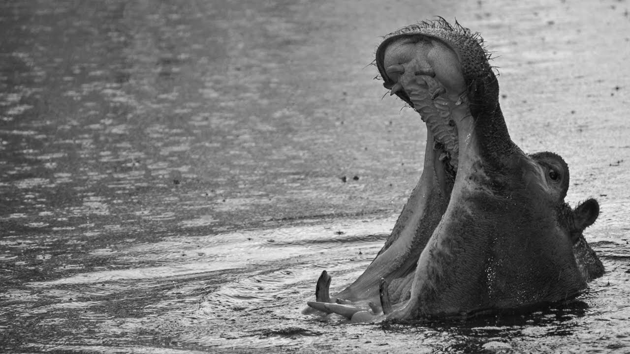 Top Creepiest Animal SOUNDS Ever YouTube