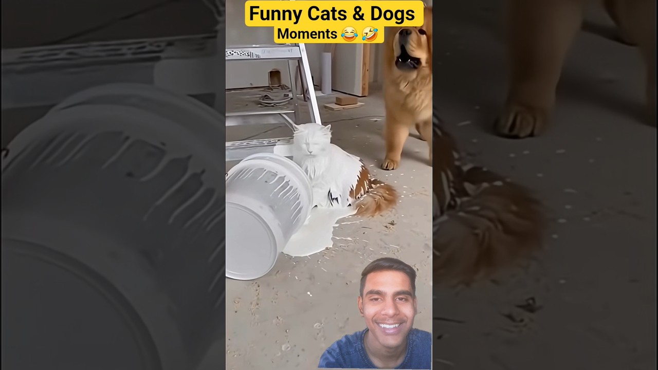 🤣 Funny Dogs & Cats Reaction 😹 | Try Not To Laugh Challenge#FunnyDogs #FunnyCats #PetsReaction