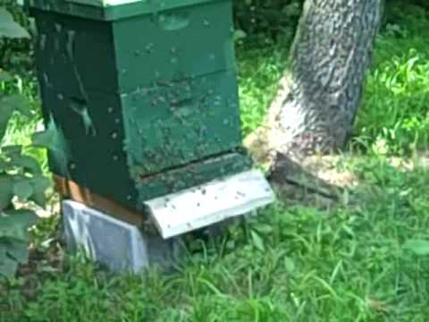 Bees