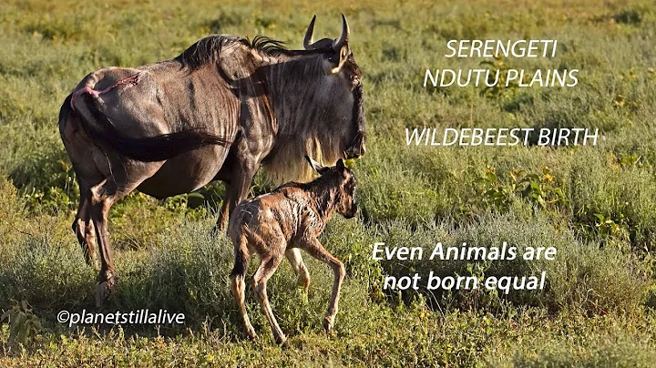 Wildebeest birth & the difficulty to survive - DayDayNews