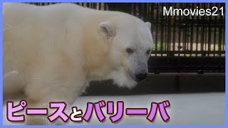 ホッキョクグマ　ピースとバリーバ　とべ動物園