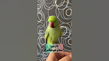 Melengo Parrot طوطی ملنگو سخنگو 