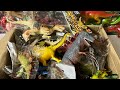 箱に入った恐竜フィギュアをレビュー ティラノサウルス アグスティニア スティラコサウルス他 Lots of dinosaur figures in the box Tyrannosaurus