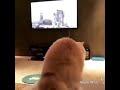 هروب تكتيكي