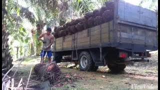 Clip anak rantoan_lgu lombok meranto
