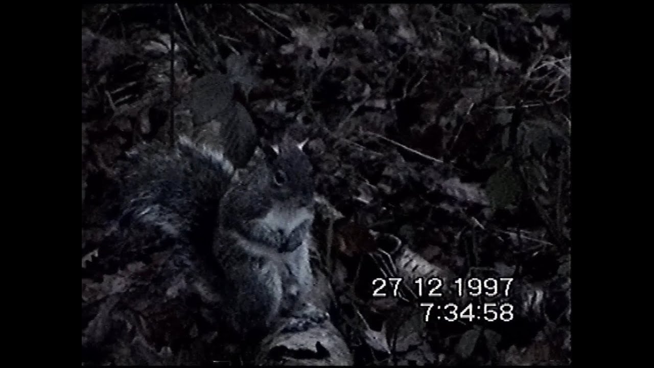 4:34am | low light nature ambience on tape