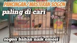 SOGON GACOR pancingan / masteran  paling di cari menaikkan emosi sogon bahan atau diam