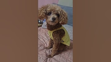 간식달라는. 저 눈빛... #dog #강아지 #애견영상 #puppy #반려견 #cute #강아지일상 #강아지브이로그 #강아지쇼츠 #강아지산책
