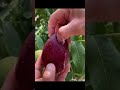 Red Pear Variety Satisfying Shorts Fruits Satisfyingfruits