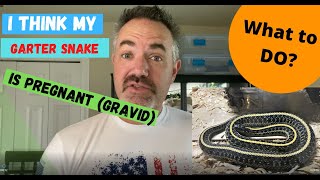 Garter Snake Breeding Basics