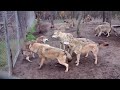 Wolfpack Attack On Omega Wolf!